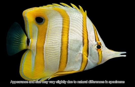 Copperband Butterflyfish — Chelmon rostratus